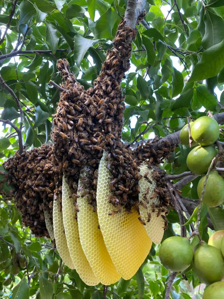 live bee removal in trees fort lauderdale