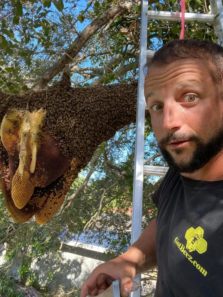 bee hive removal in trees fort lauderdale