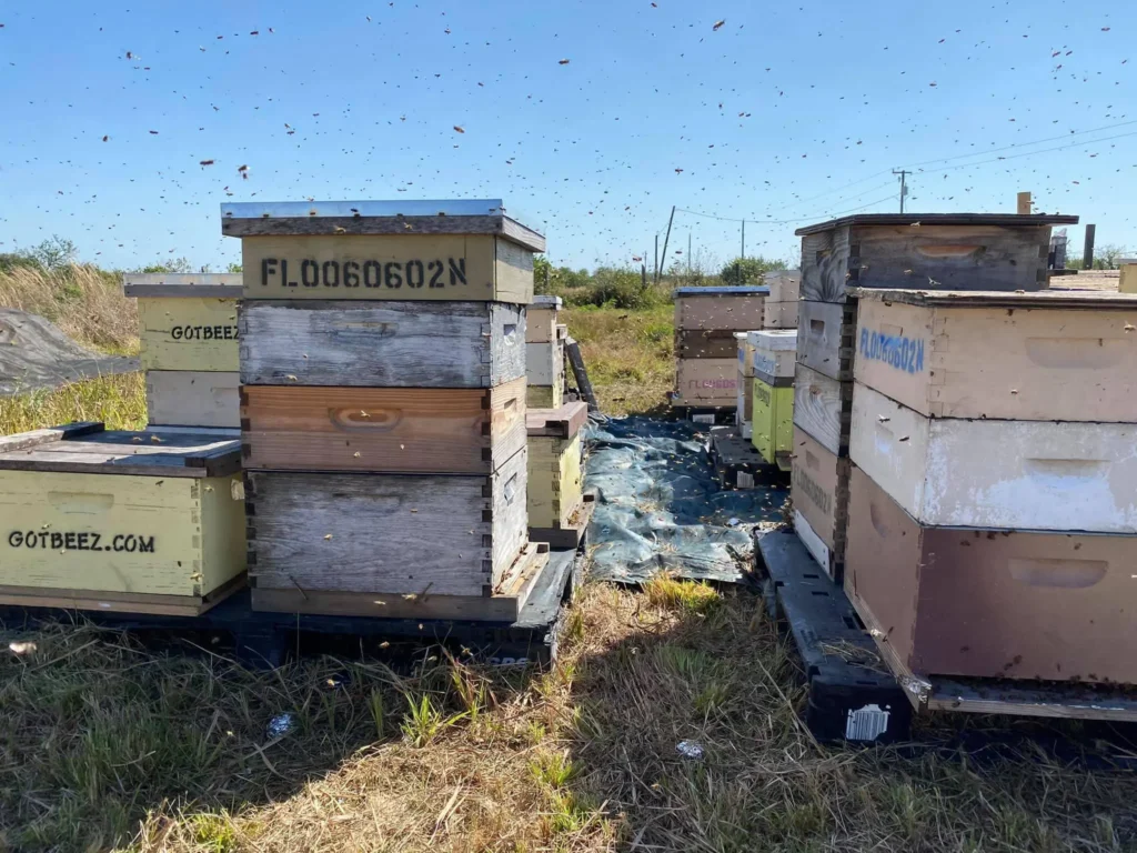 bee hives fort lauderdale