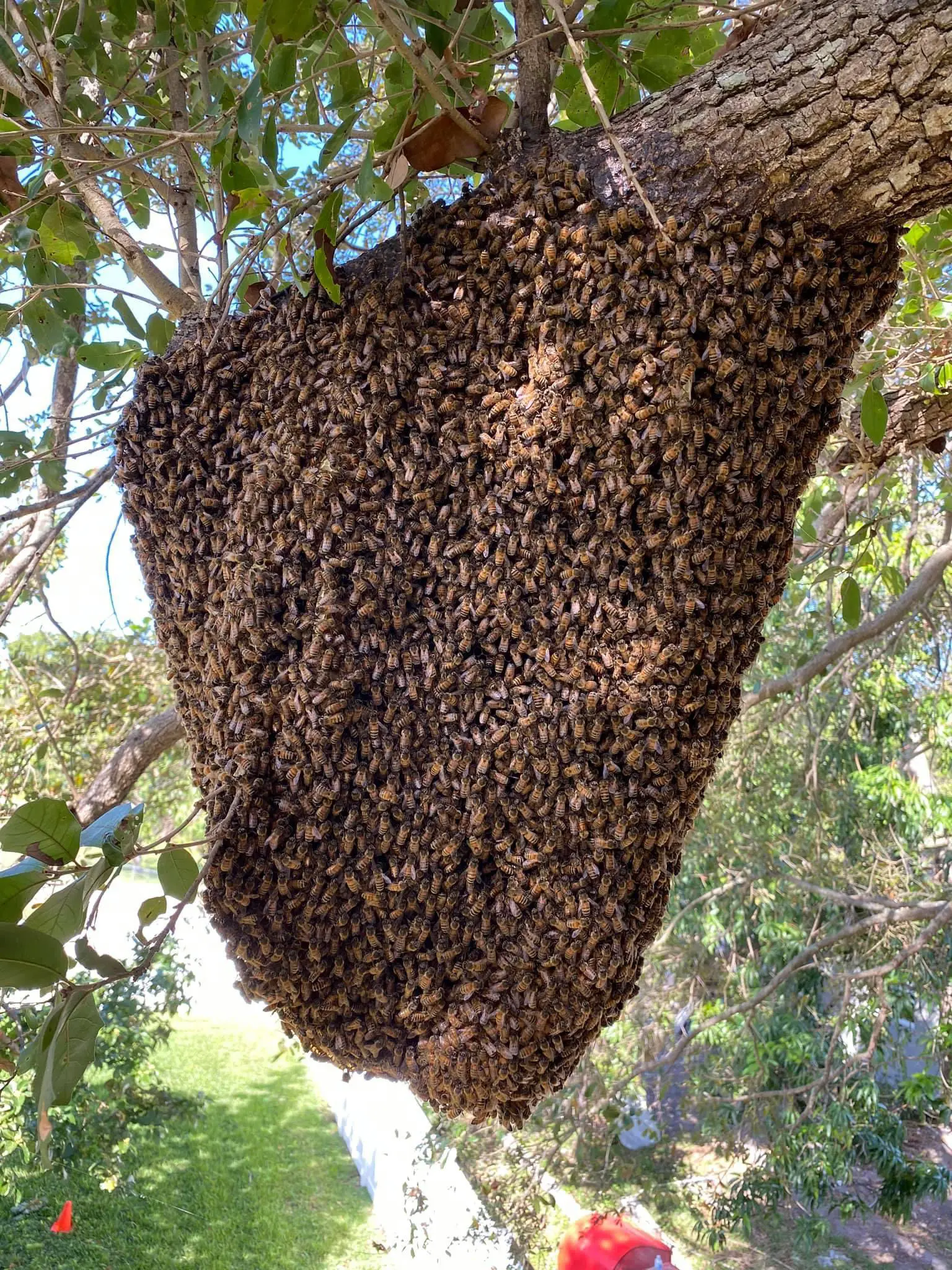 bee-removal-in-trees-fort-lauderdale