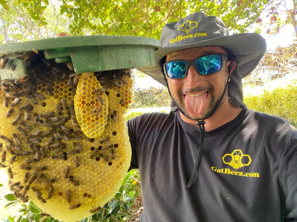 utility bee removal fort lauderdale