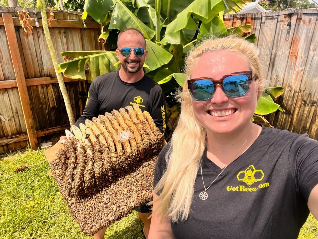 davie live bee removal