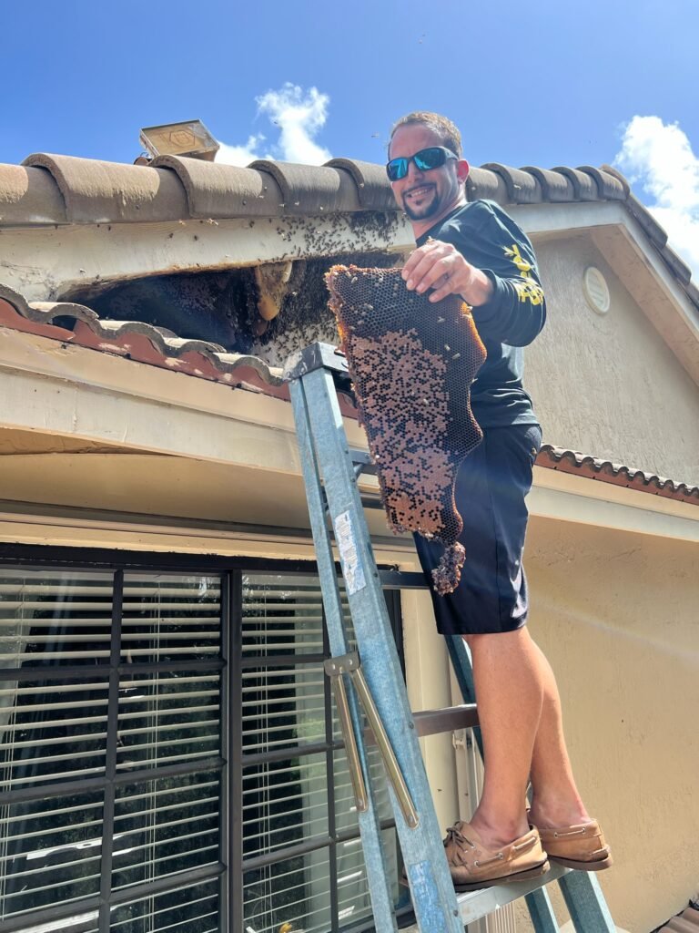 fort lauderdale bee removal from a roof