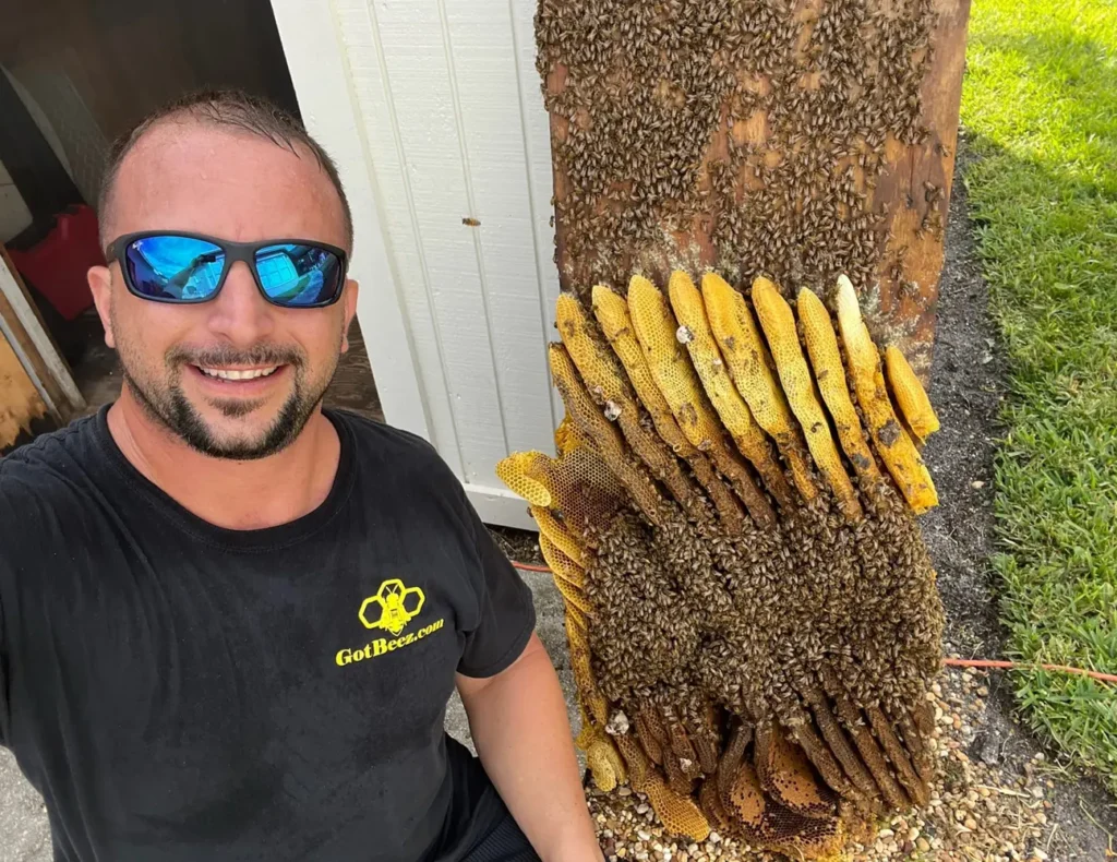 bee removal fort lauderdale