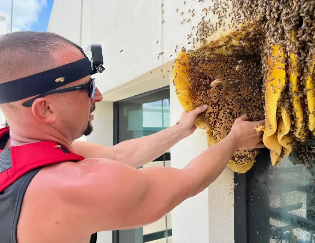 best bee removal in fort lauderdale