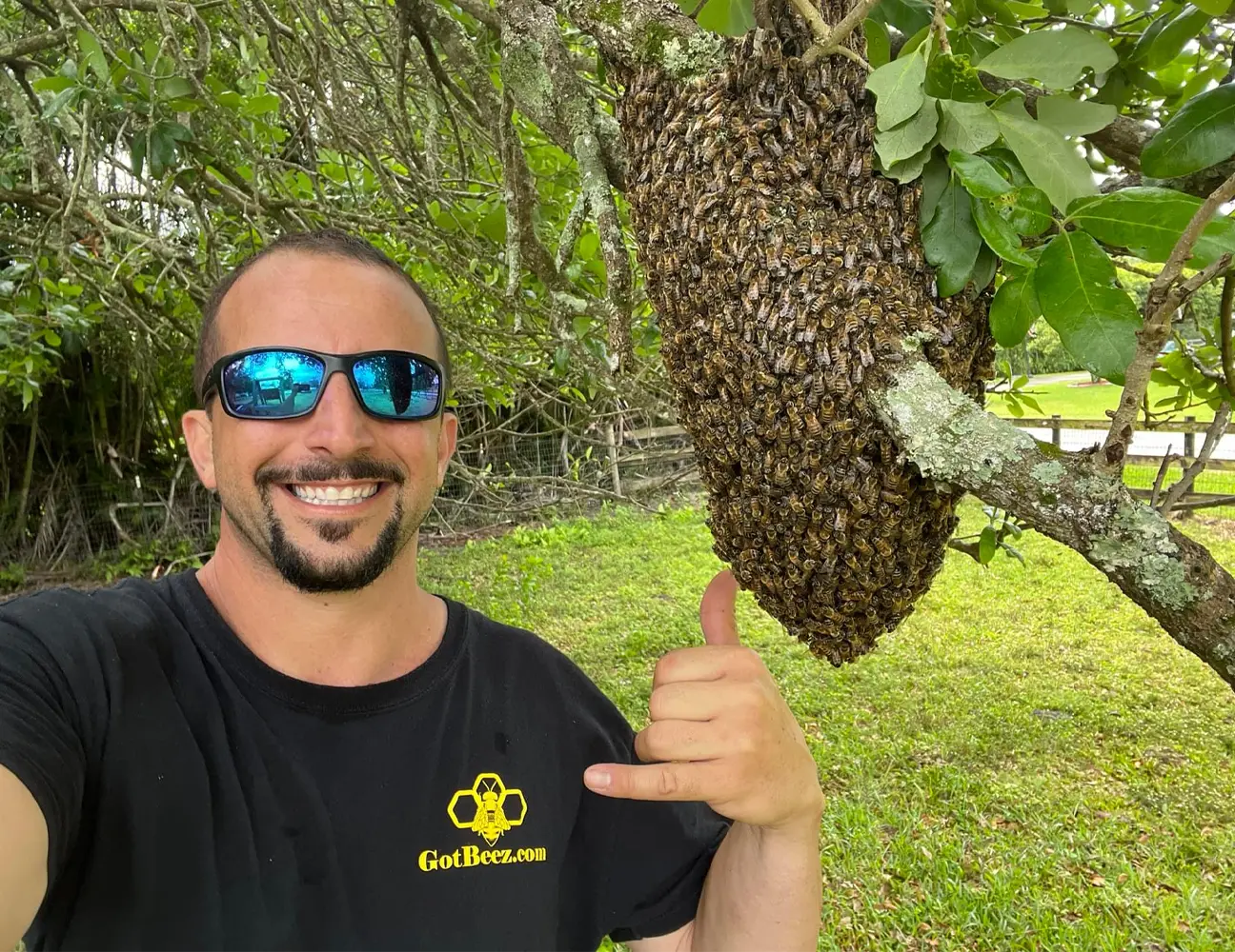 fort lauderdale bee removal in trees