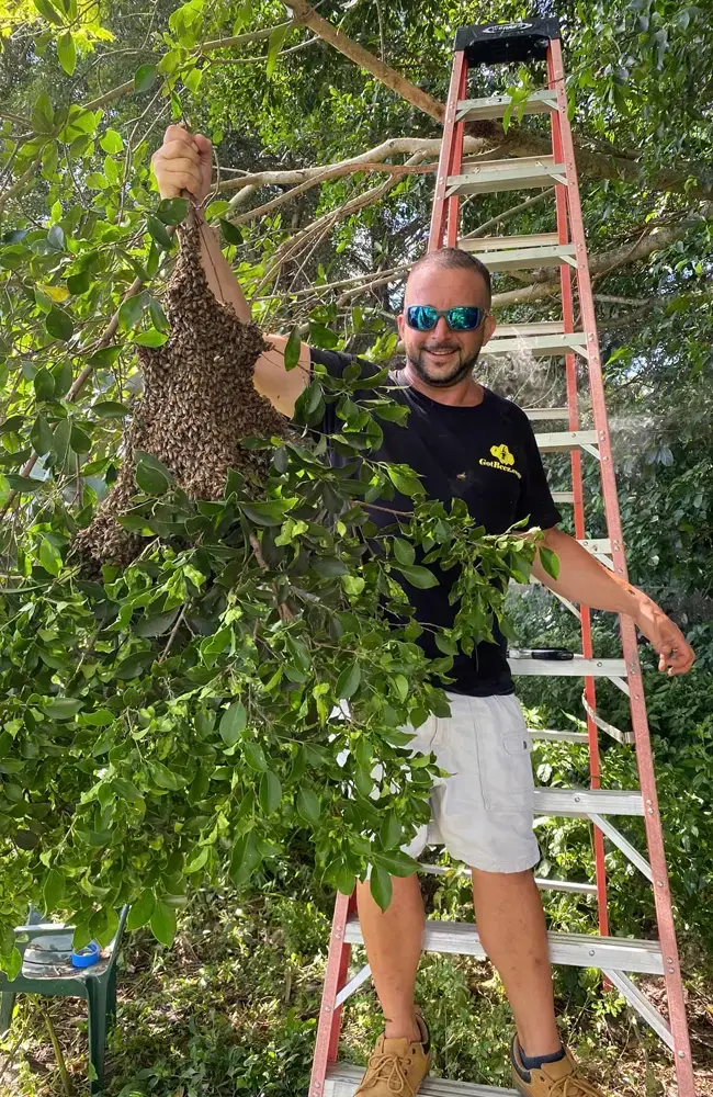 live bee removal in trees