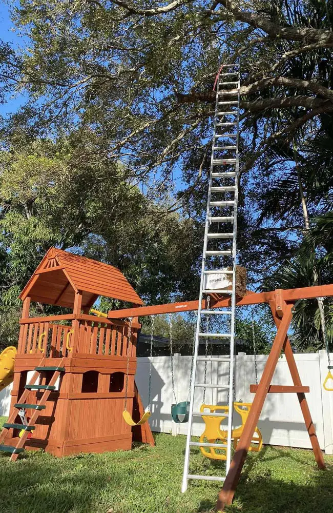 live bee removal in a playground in parkland florida
