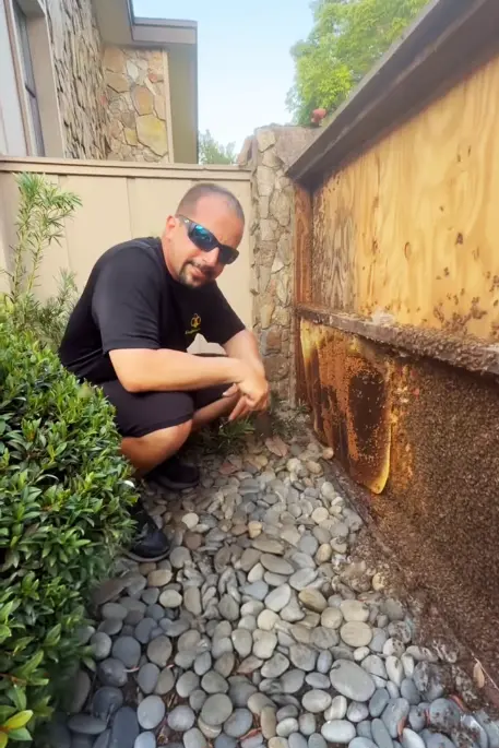 bee removal in a boca raton privacy wall