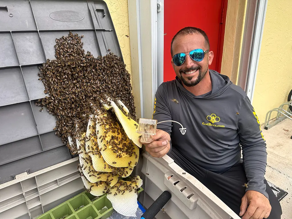 live bee removal company that does not kill the bees