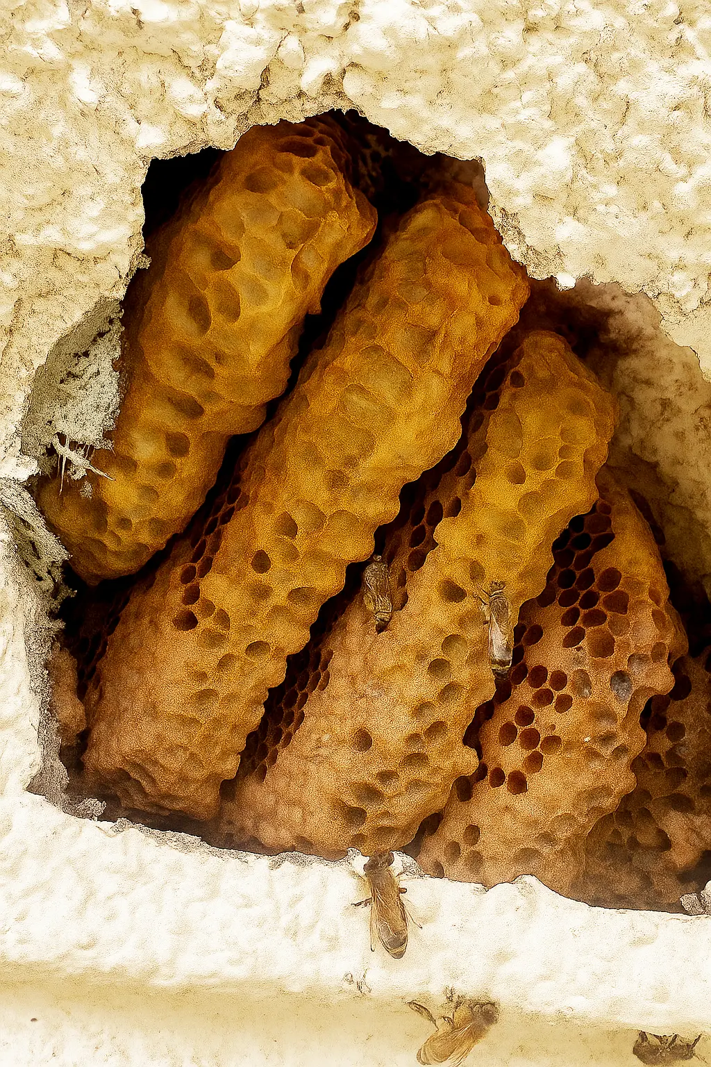 bee removal in weston from a woodpecker hole in a wall