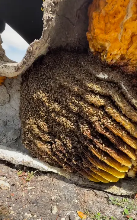 bee removal under a large man made rock in weston florida