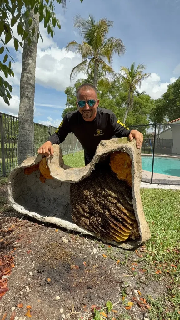 live bee removal under a large florida cap rock