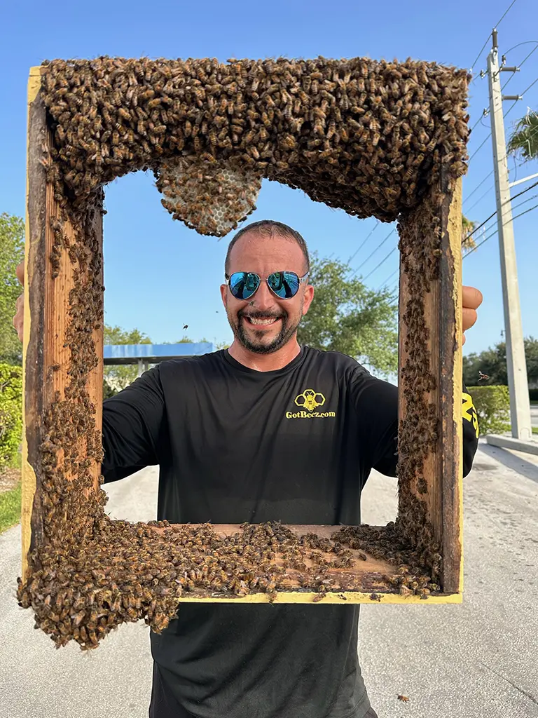 no kill live bee removal in fort lauderdale