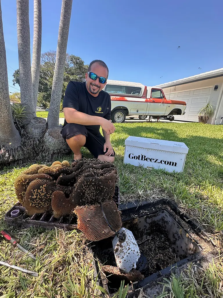no kill bee removal from a meter box