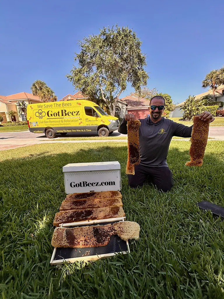 no kill bee removal in weston florida and all of south florida