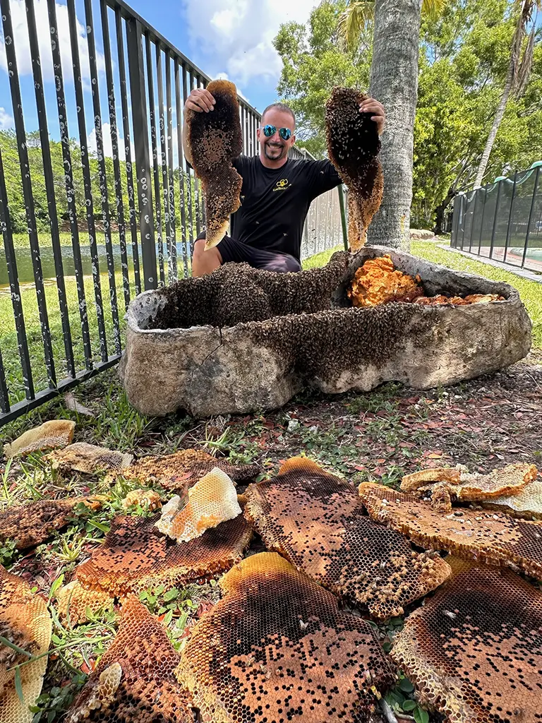 no kill live bee removal in fort lauderdale