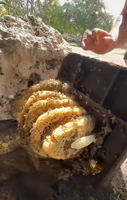 water meter bee removal in cooper city florida