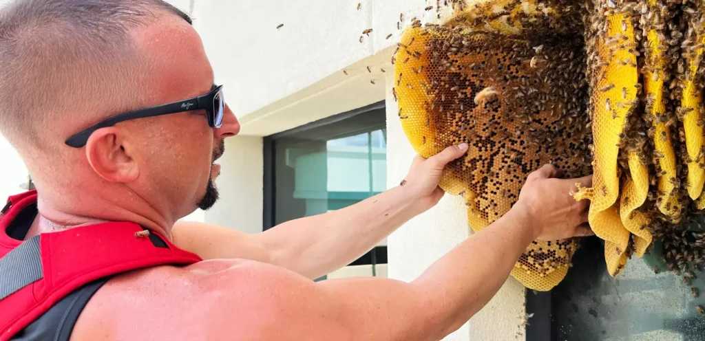 live bee removal fort lauderdale florida nick removing bee hive from wall