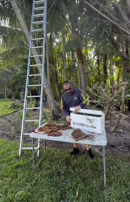 GotBeez live bee removal from 32-foot tree in West Palm Beach Island