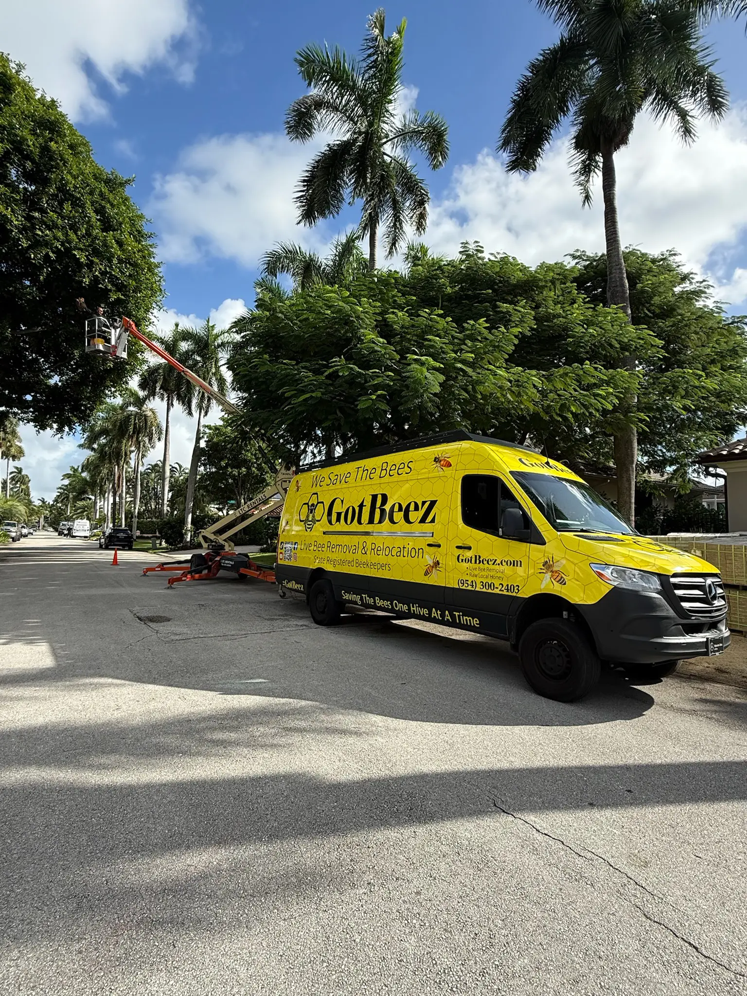Bee removal from large tree on commercial property