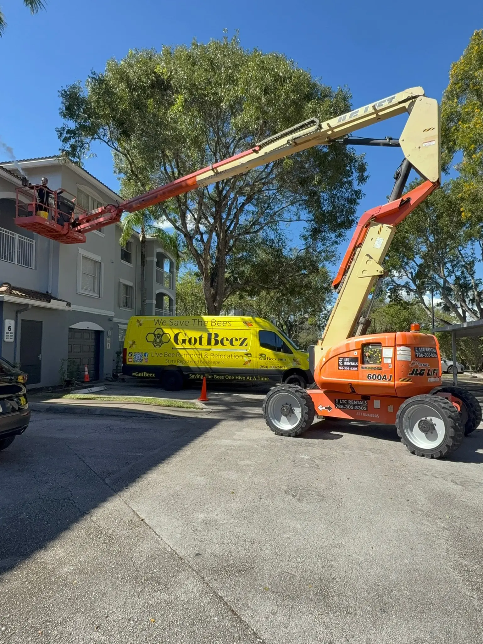 Bee removal for property management company