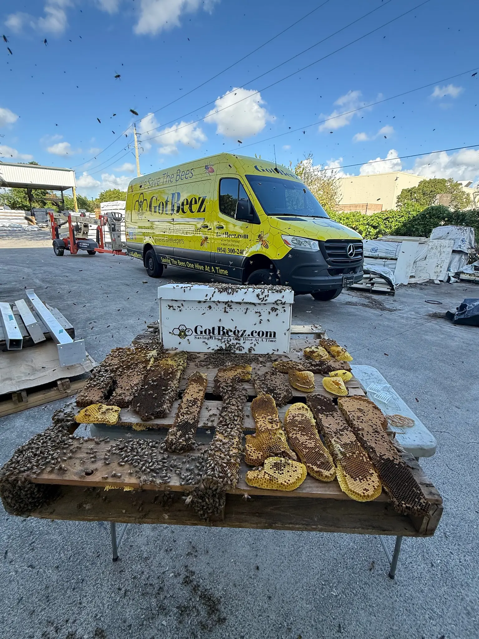 GotBeez technician performing commercial bee removal