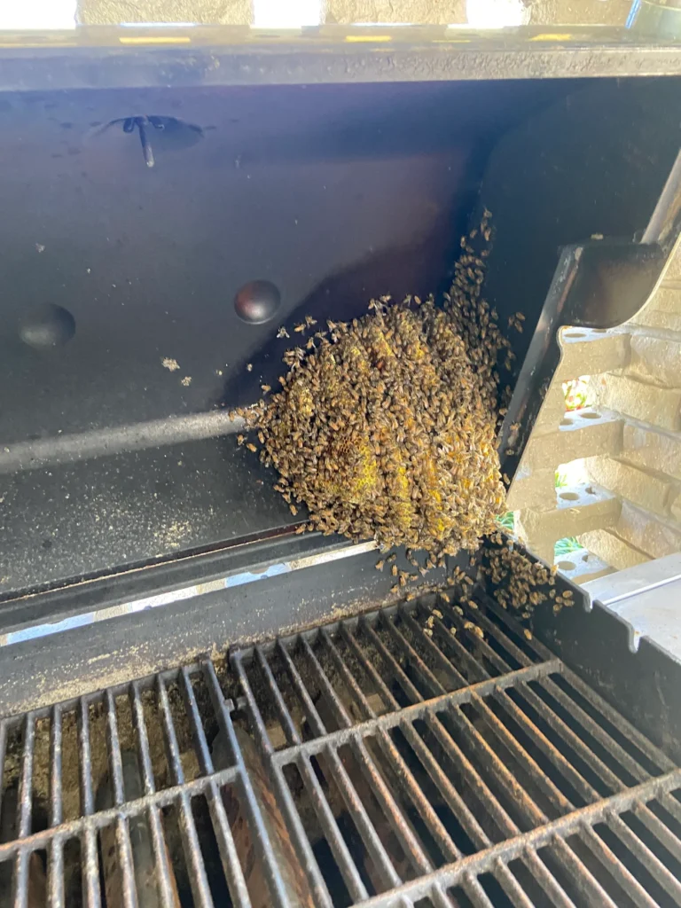 bees removed from grill