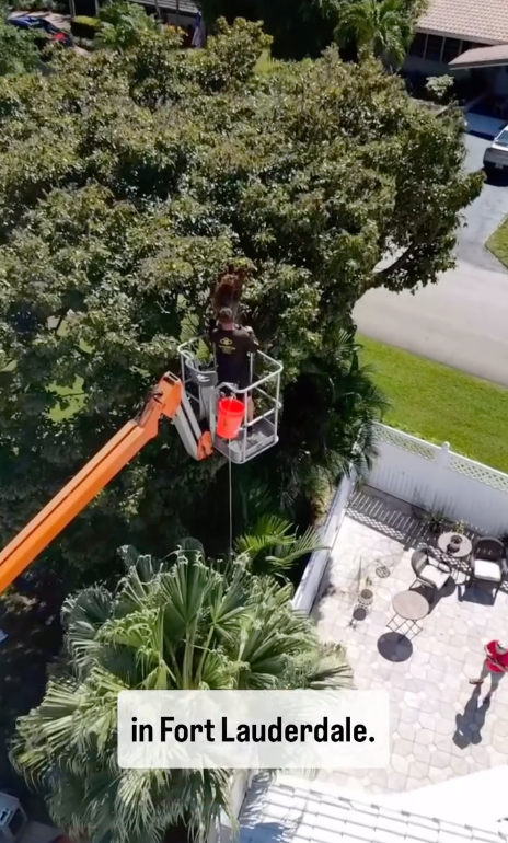 removing bees from a large fort lauderdale tree