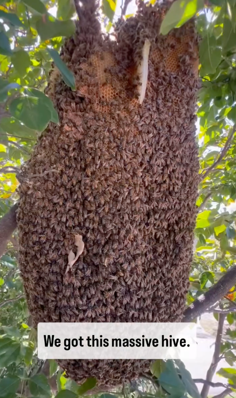 removing bees from a large fort lauderdale tree