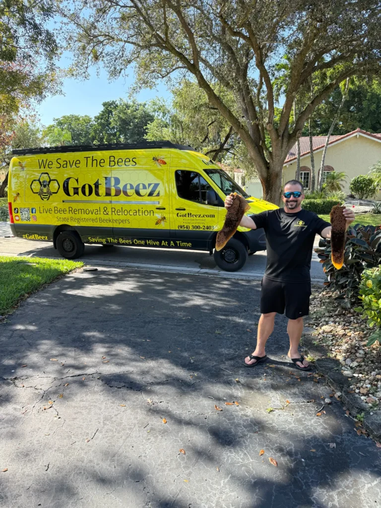 coral springs live bee removal from a house wall