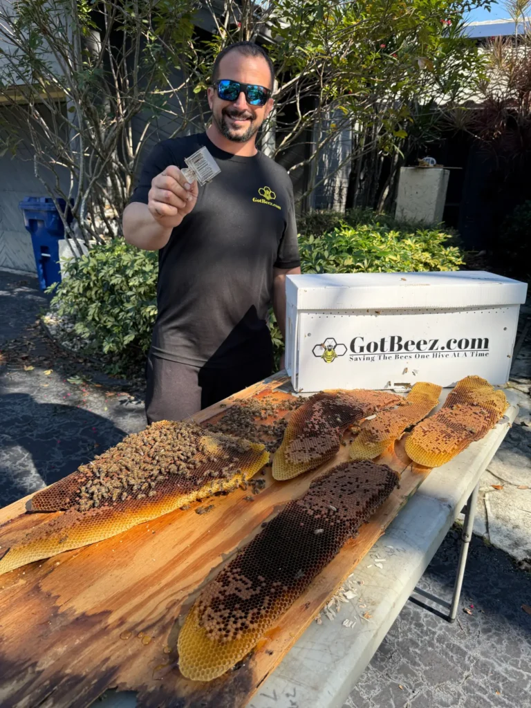 coral springs live bee removal from a house wall