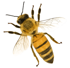 Honey Bee