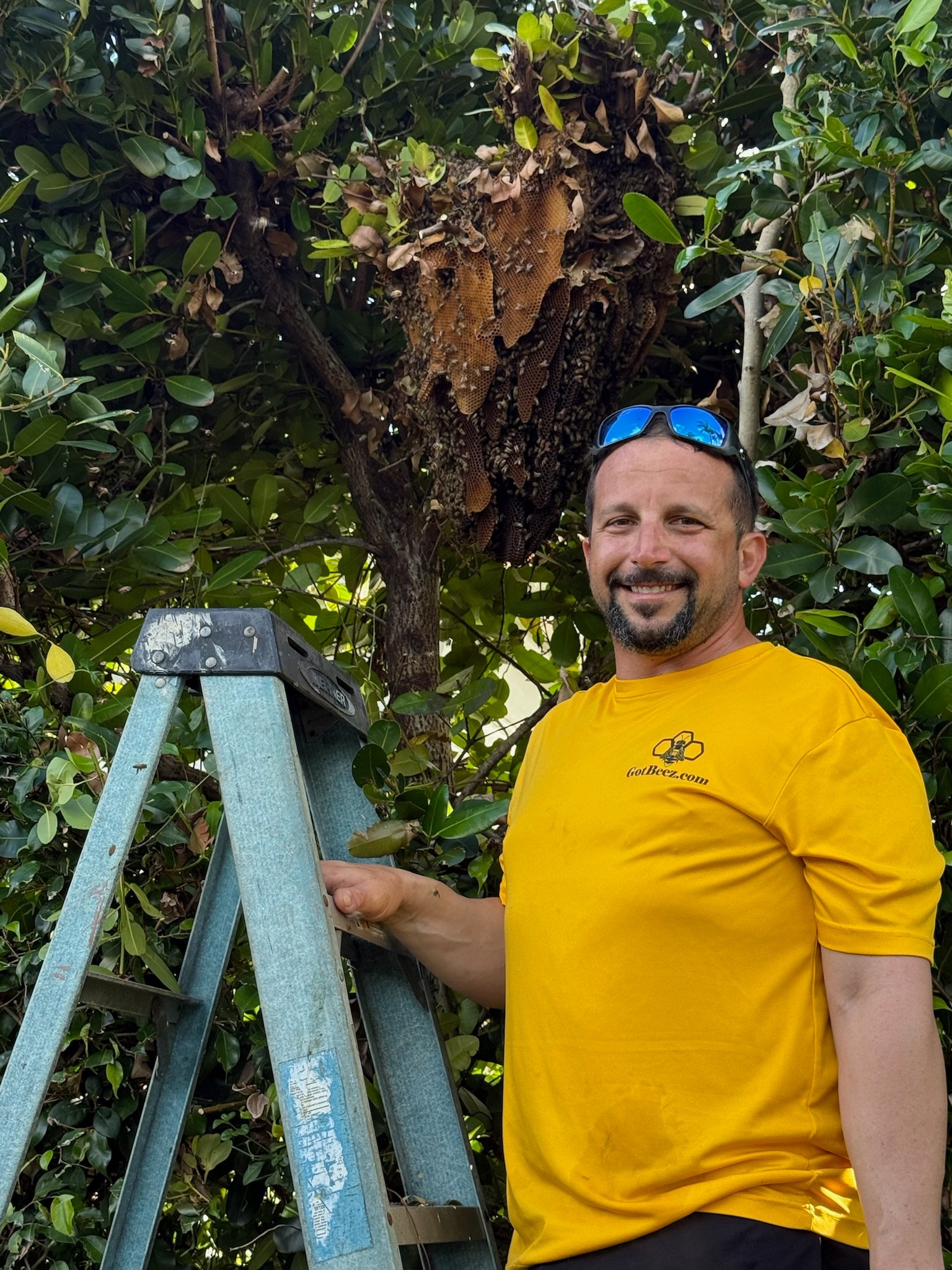 Africanized Bees in South Florida