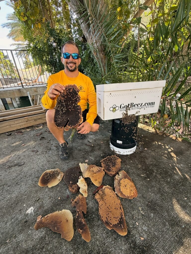 gotbeez-live-bee-removal-fort-lauderdale-broward-county-7