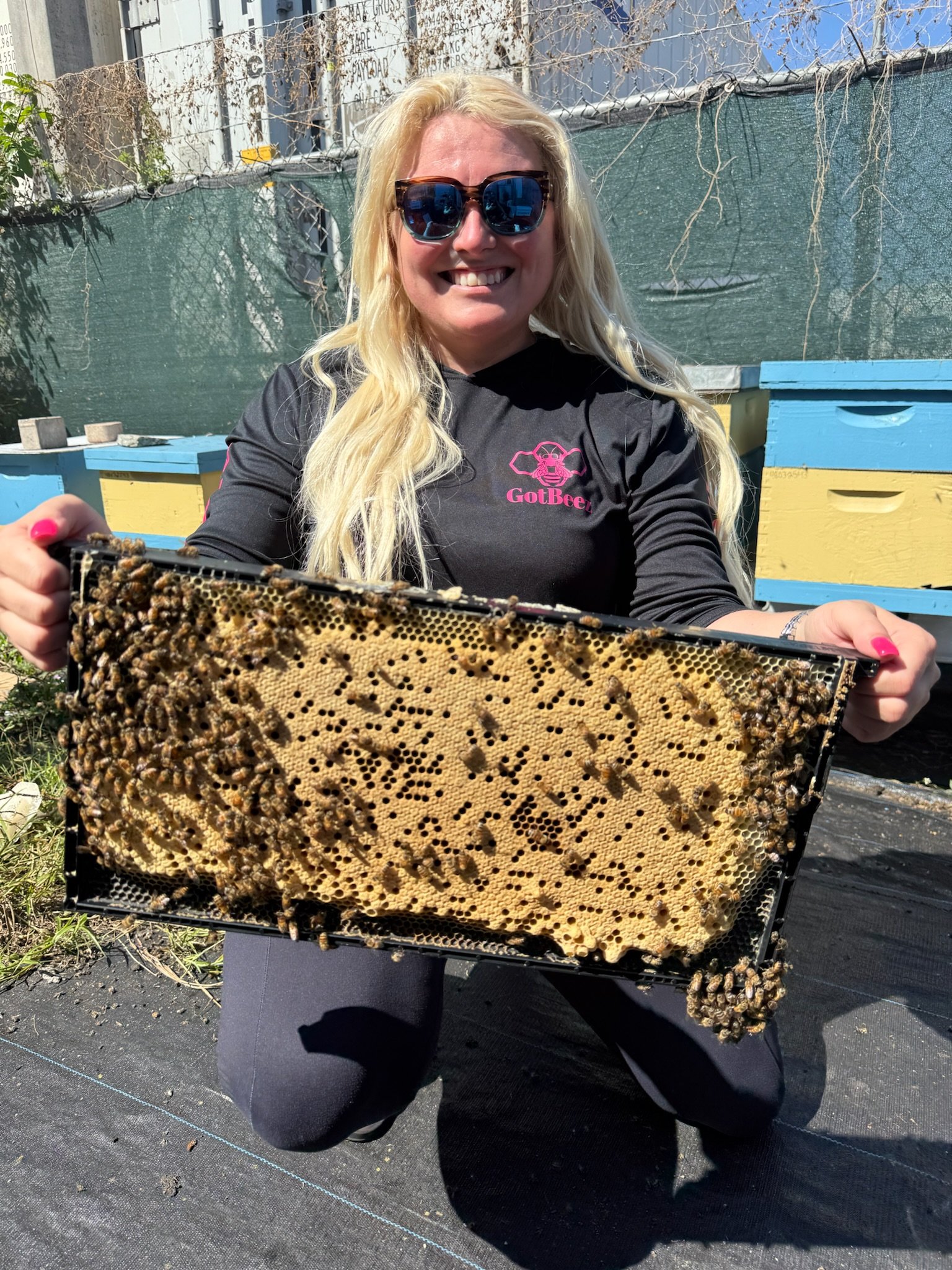 Live bee relocation by GotBeez in South Florida