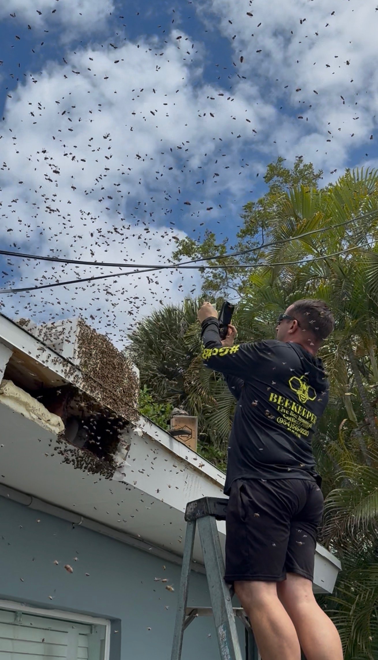 Residential live bee removal in Fort Lauderdale and Broward County