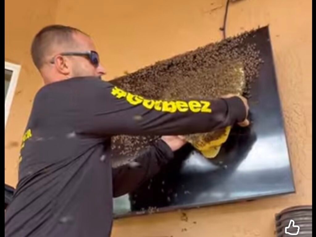 Bee Removal in Davie, FL | Unbelievable Hive on Outdoor TV Screen – GotBeez