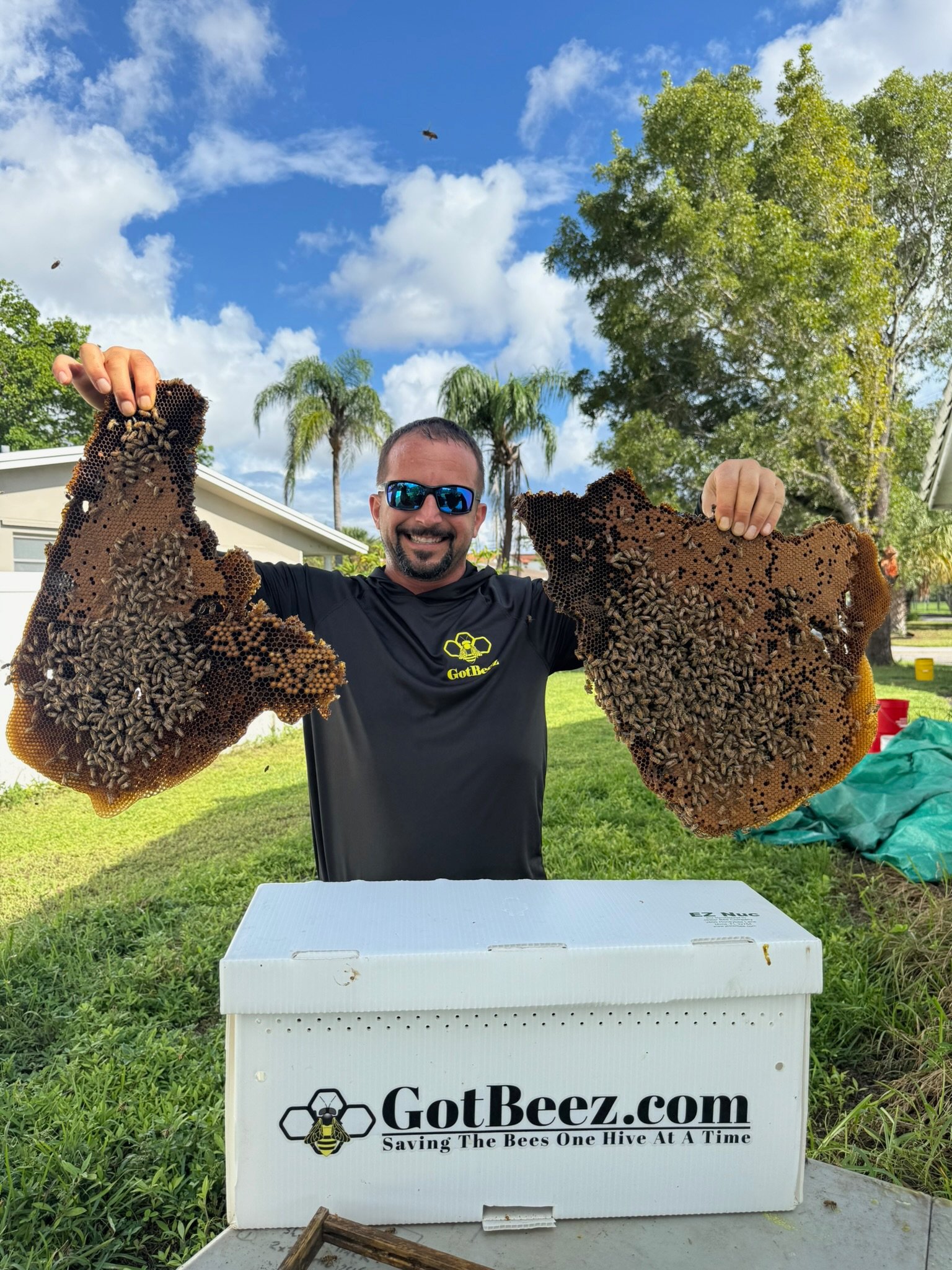 GotBeez live bee removal in Boca Raton Florida