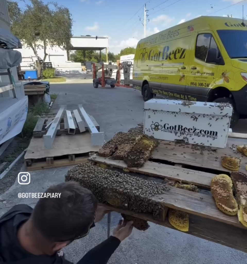 Bee Removal in Pompano Beach, FL | Massive Hive Hidden in Pallet