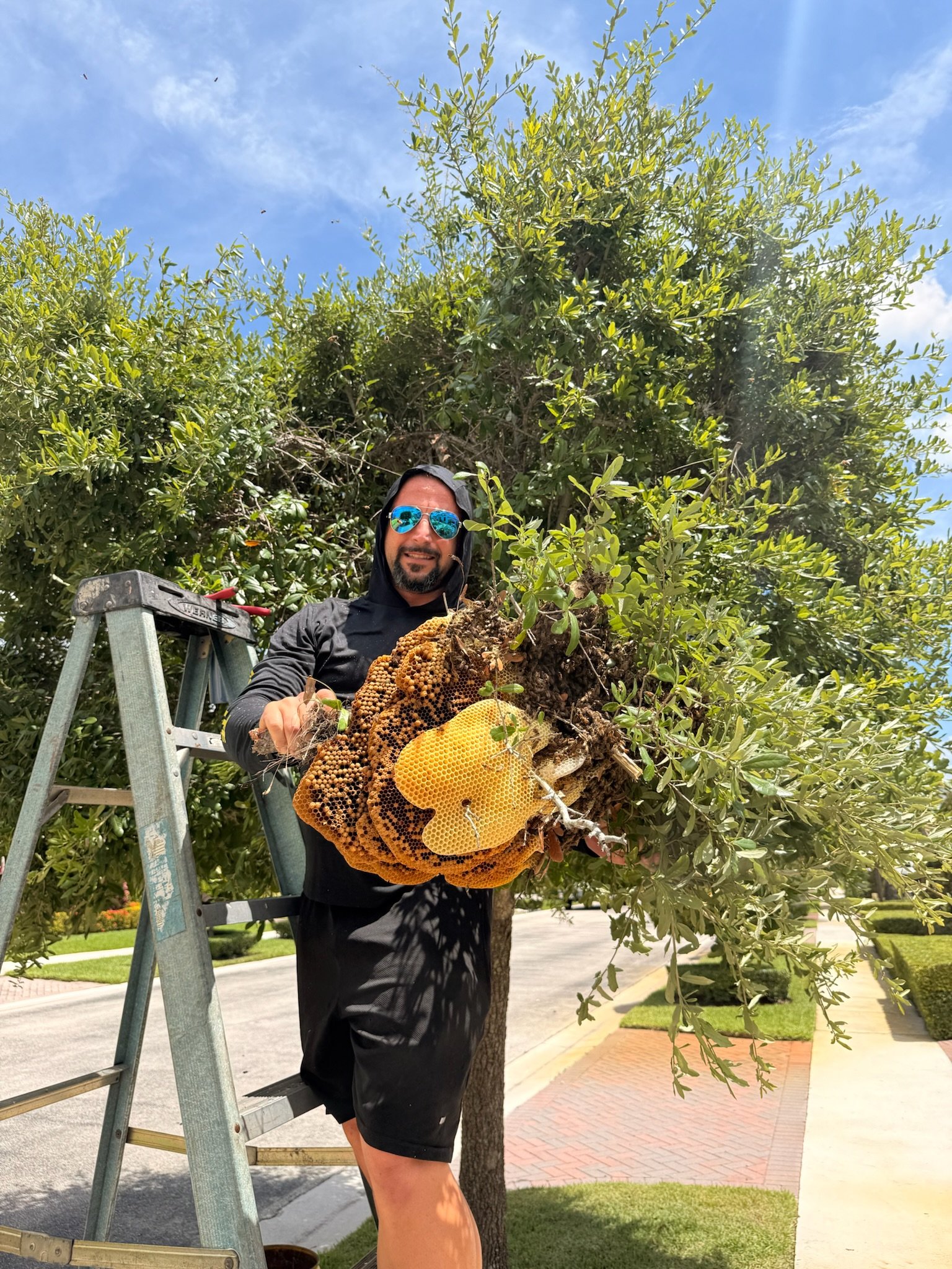 Honey bee removal from a tree in Fort Lauderdale
