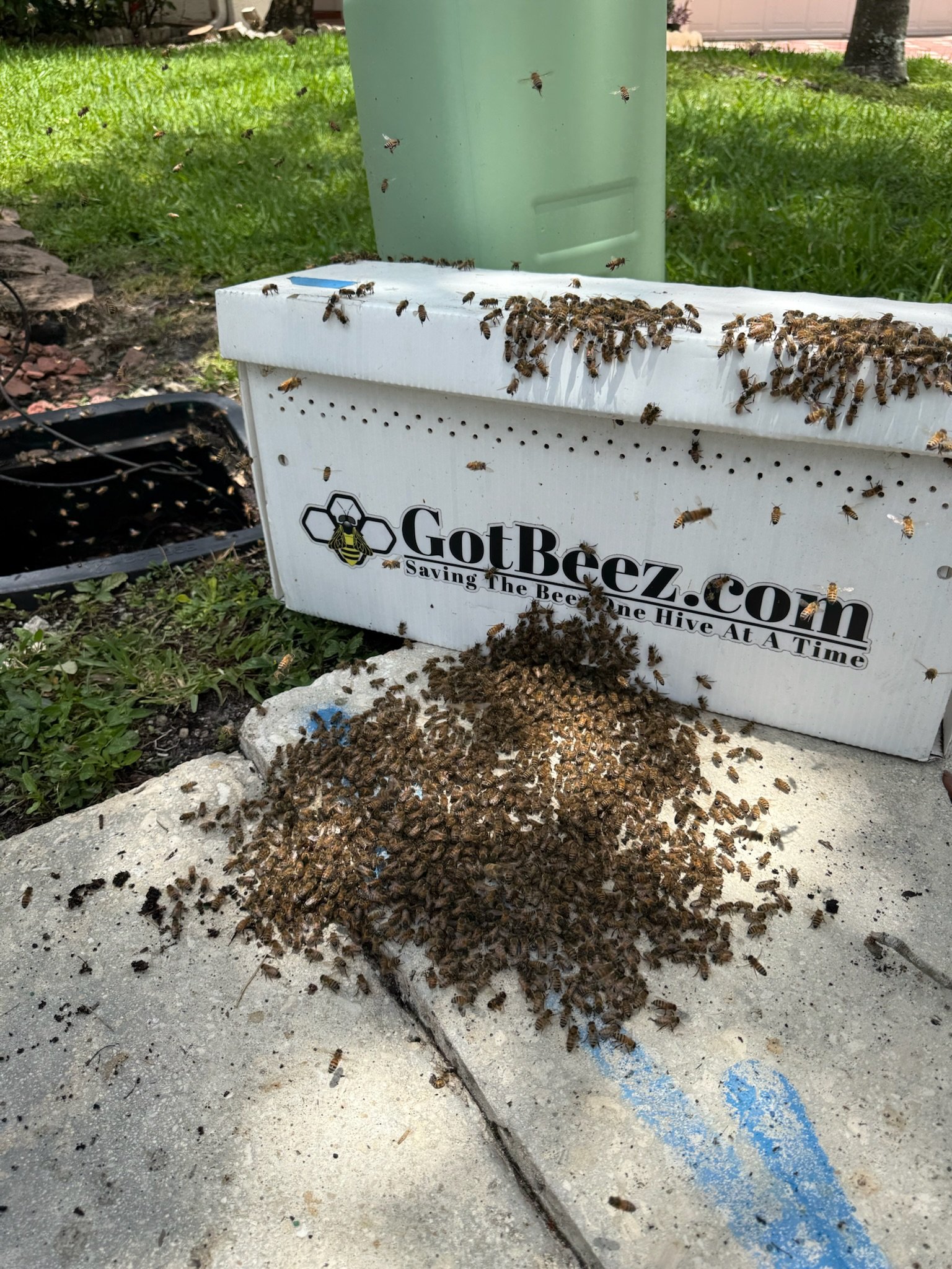 live bee removal bee box
