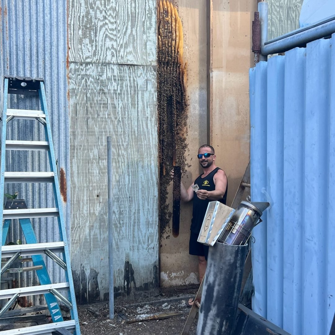 commercial live bee removal fort lauderdale