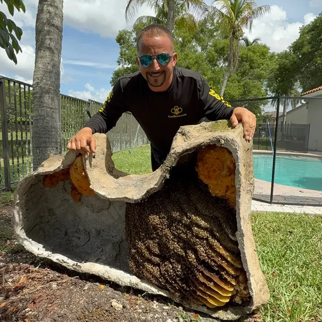 live bee removal under a large florida cap rock